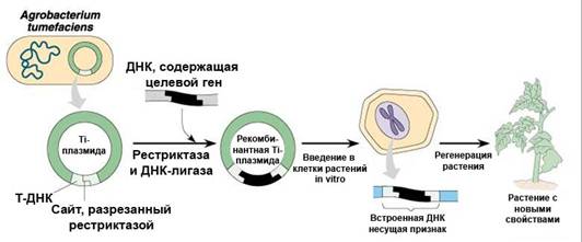 http://rudocs.exdat.com/pars_docs/tw_refs/221/220072/220072_html_m51df083.jpg