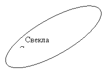 Овал: Свекла
Сеа