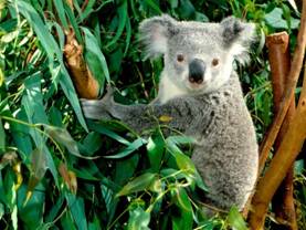 C:\Users\Наташа\Desktop\Работа\Олимпиады для маленьких\3-4 классы\_world_australia_koala___australia_008976_.jpg