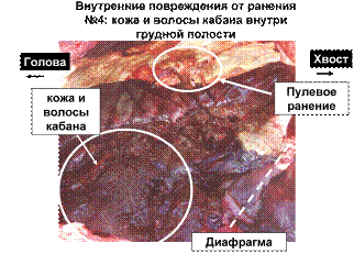 C:\Documents and Settings\Owner\My Documents\Leopard\PROJECT NESHINSKOE\Capture Data\tiger-necropsy_3_16.11.2006.gif