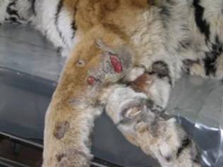 H:\Photos\Conflict_and_Disease_tigers\Ivan_ 25.01.10\IMG_0010.jpg
