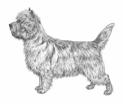 http://www.skk.se/PageFiles/732/cairn-terrier---004_vv_800px.jpg