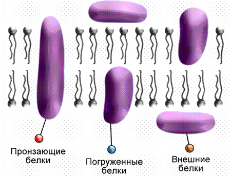 мембрана