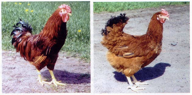 http://*****/articles/Jornal04/Images/Statia2/glinisti.jpg