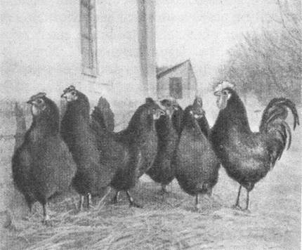 http://*****/articles/Jornal04/Images/Statia2/chernie.jpg