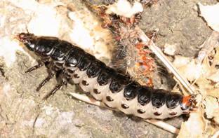 File:Calosoma