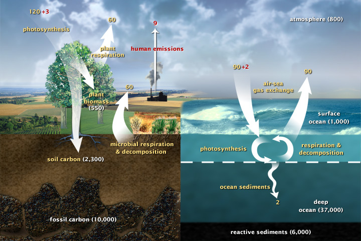 File:Carbon cycle.jpg