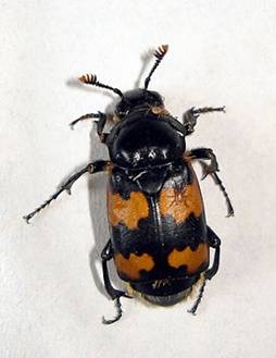 Nicrophorus vespillo 2.jpg