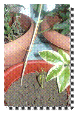 P1050096