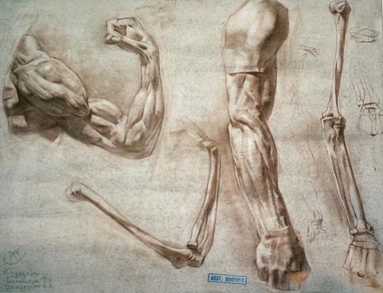 ��������: http://www.practicum.org/images/stories/_TEORIA/Anatomia/Anatom/anatom_022.JPG