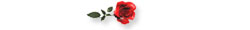 red_rose