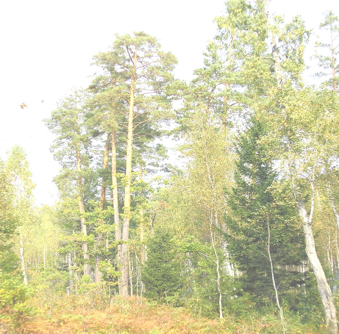 Сосны - 2 кв