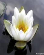 image025