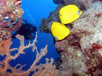 _dive-eilat.jpg