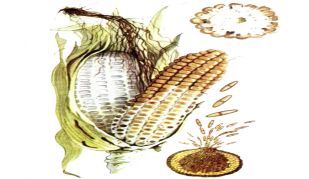 114