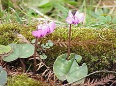 F:\����� �������������\Cyclamen_coum0.jpg