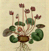 F:\����� �������������\372px-The_Botanical_Magazine,_Plate_4_(Volume_1,_1787).png