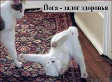 C:\Documents and Settings\�������������\��� ���������\��� �������\�����\_all4cat_010_animals.jpg