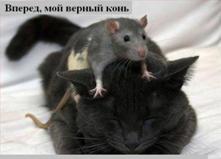 C:\Documents and Settings\�������������\��� ���������\��� �������\�����\_all4cat_015_animals.jpg