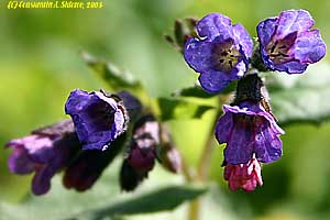 ����. �������� ������� - Pulmonaria obscura