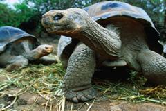 http://cache2.allpostersimages.com/p/LRG/27/2723/DFIND00Z/posters/greenberg-jeff-giant-tortoises-at-charles-darwin-research-station-isla-santa-cruz-galapagos-ecuador.jpg