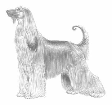 http://www.skk.se/PageFiles/617/afghanhund---228_vv_800px.jpg