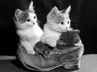 ��������: http://*****/images-3/wallpapers_cats_389.jpg