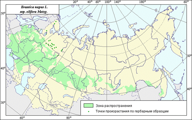 Picture Brassica_napus_K_ru.gif
