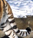 ����:Tiger in the snow at the Detroit Zoo March 2008 pic 0-2.jpg
