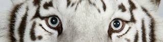 ����:Bengali white tiger.jpg