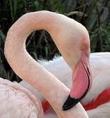 ����:Bristol.zoo.greater.flamingo.arp.jpg