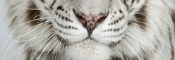 ����:Bengali white tiger.jpg