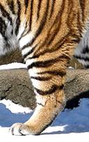 ����:Tiger