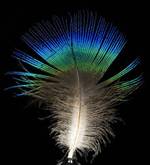 220px-Feather_of_male_Pavo_cristatus_%28Indian_peafowl%29