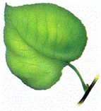 http://*****/images/risunok12.png