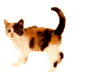 CAT49