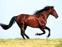 Animals_Horses__004308_