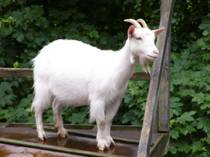 goat_1