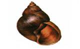 lymnea_PALUSTRIS.