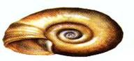 planorbis_planorbis