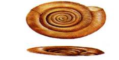 planorbis_vortex