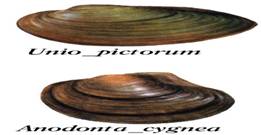 unio_pectorum.jpg (49035 bytes)