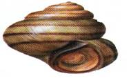 viviparus_viviparus.