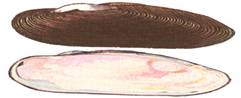 margaritefera.jpg (41791 bytes)