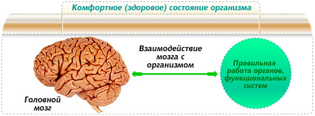 Цифровая клиника Мимекс