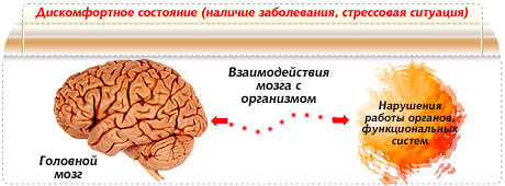 Цифровая клиника Мимекс