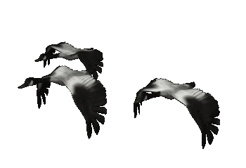 ��������: http://*****/kartinki/kartinki_03_1/geese_group_fly_hc.gif