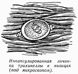 личинка