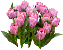 D:\��������\��� ��������\���\��� ��� �������� �����������\��������\tulip07.gif