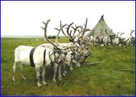 http://*****/photo/deer/11.jpg